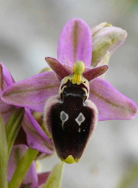 Le orchidee degli Dei: 8 giorni nel Peloponneso, marzo 2014.
